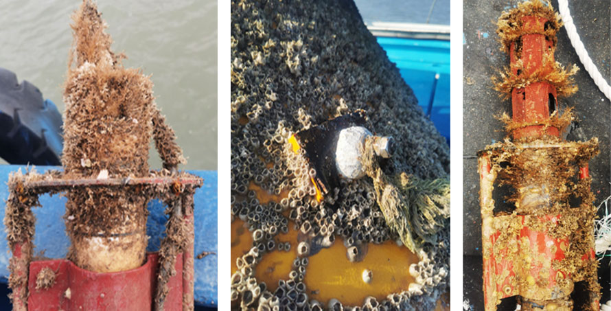 九段沙保护区浮标现场照片